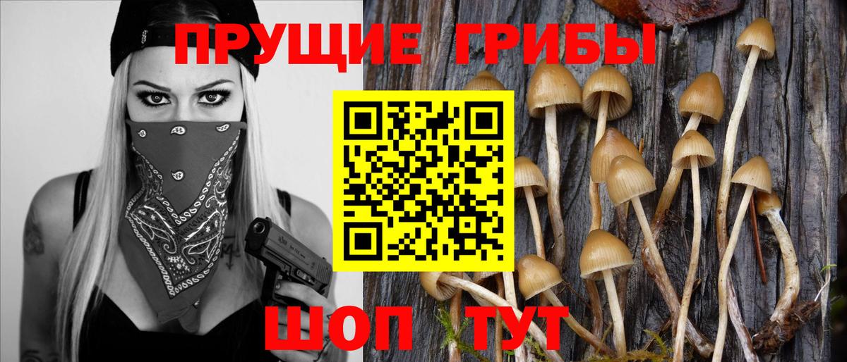Галлюциногенные грибы Psilocybine cubensis Асбест